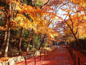 もみじ参道は散り紅葉の絨毯 京都 総本山 光明寺